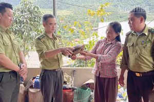 Cán bộ Hạt Kiểm lâm khu vực XV và khu rừng đặc dụng Tà Xùa tiếp nhận cá thể rùa núi vàng quý hiếm.