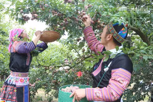 Thành viên các đội thi tham gia hái mận.
