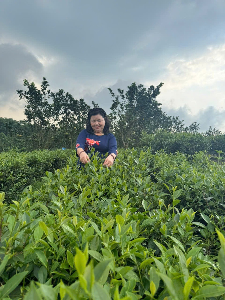 Chị Bùi Thị Mão kiểm tra chè trước khi thu hái. 2-maoz7073887183372-282de5a54d11c709b74c4d0f901991f2.jpg