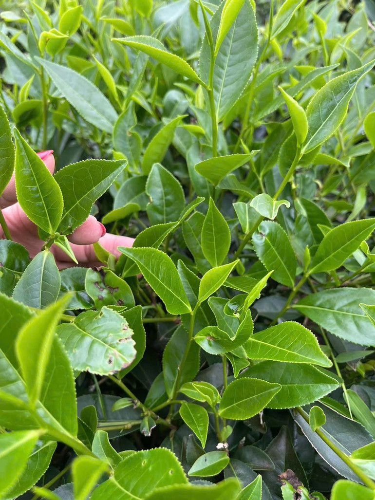 Những búp non của chè vào lúc bình minh. 4-maoz7074507704624-f7ff98947a7925f4f3ff904104c7d487.jpg