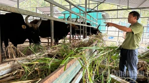 Cán bộ Vườn quốc gia Núi Chúa - Phước Bình, xã Bác Ái Tây (tỉnh Khánh Hòa) từng ngày quan sát, chăm chút từng động thái của mỗi cá thể bò tót lai để gìn giữ nguồn gen quý cho tương lai. (Ảnh: NGUYỄN TRUNG)