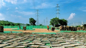 Công nhân của Công ty Trách nhiệm hữu hạn Thủy sản khô Gia Bảo (thôn Lạc Nghiệp 1, xã Cà Ná, tỉnh Khánh Hòa) đem sản phẩm cá cơm tươi đã được hấp chín để phơi nắng từ 3-5 giờ, sẽ giữ cho thịt cá cơm khô có độ giòn, mùi vị biển đặc trưng trước khi đóng gói thành phẩm cung ứng cho thị trường. (Ảnh: NGUYỄN TRUNG)