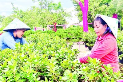Nông dân Sa Đéc chuẩn bị hoa-kiểng phục vụ thị trường Tết, lễ hội.