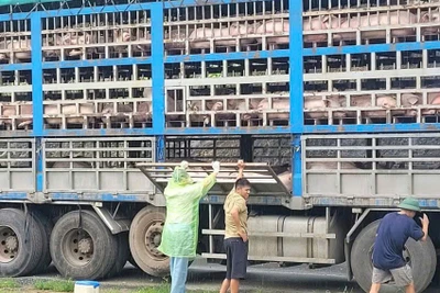 Cơ quan chức năng đã tiêu hủy ngay trong đêm 190 con lợn bị dịch tả châu Phi.