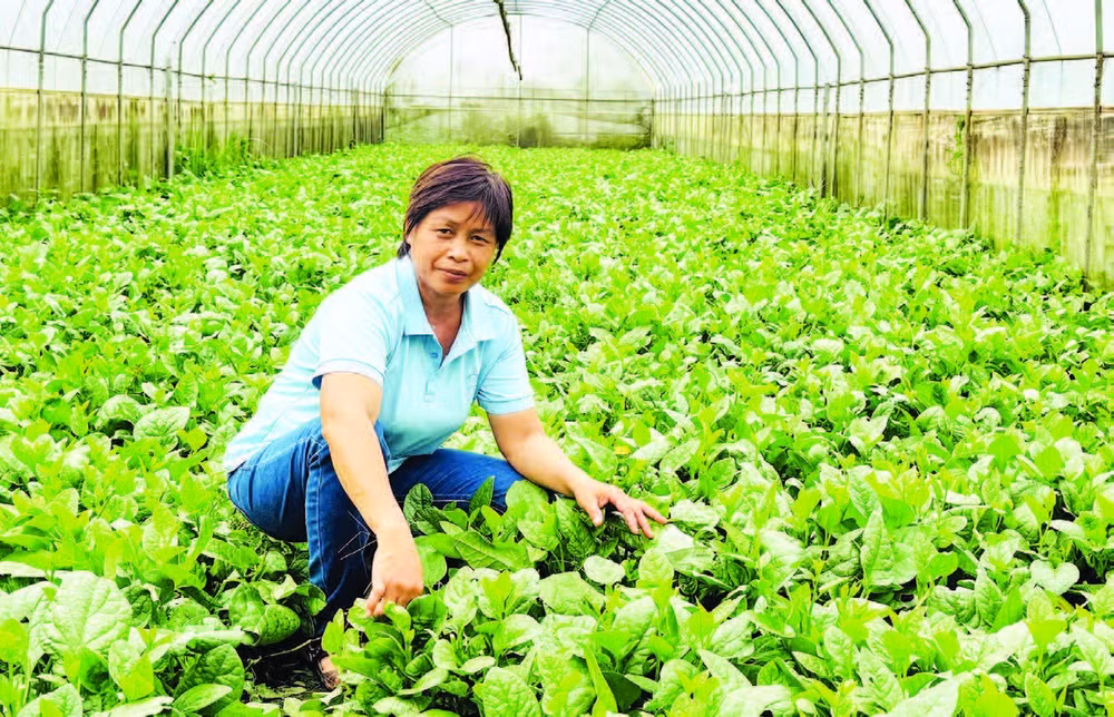 Chị Đặng Thị Cuối bên những luống rau hữu cơ chuẩn bị thu hoạch.