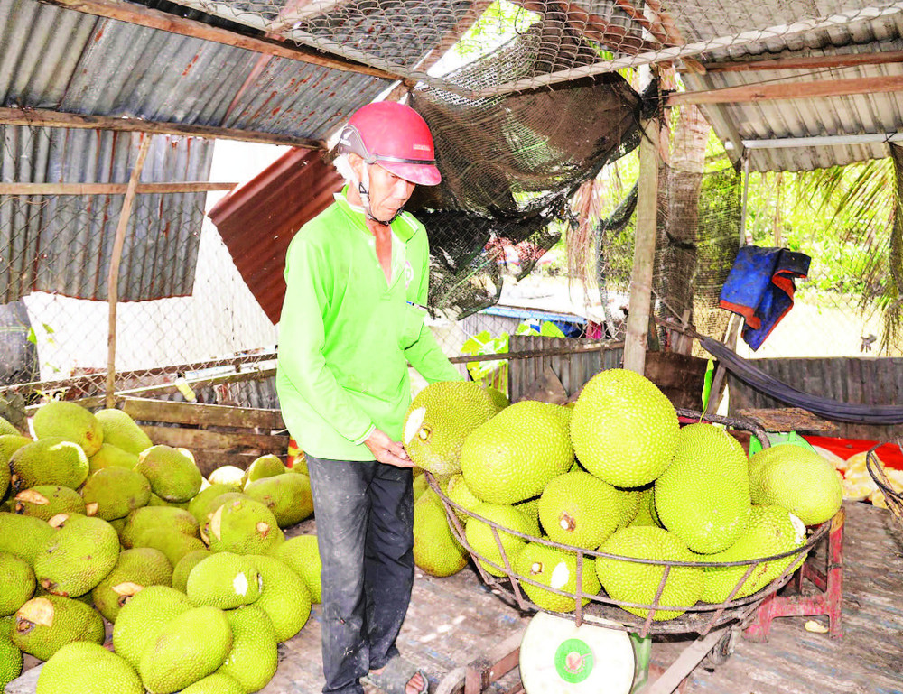 Giá mít Thái thấp, nhà vườn ở Tiền Giang thua lỗ nặng.