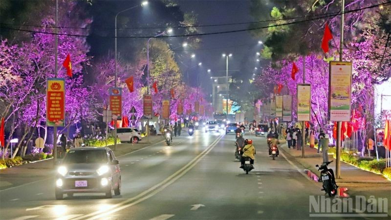 Đường hoa ánh sáng, nghệ thuật tổ chức trên đường Trần Hưng Đạo, phường Xuân Hương-Đà Lạt, nơi có nhiều cây mai anh đào đang nở rộ.