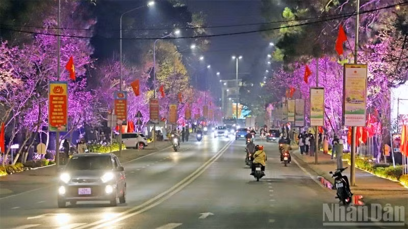 Đường hoa ánh sáng, nghệ thuật tổ chức trên đường Trần Hưng Đạo, phường Xuân Hương-Đà Lạt, nơi có nhiều cây mai anh đào đang nở rộ.