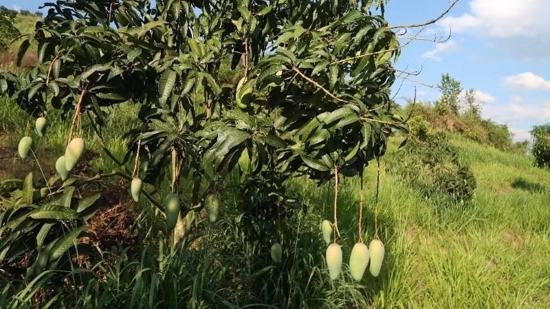 Mô hình trồng cây ăn quả hợp tác giữa Việt Nam và Australia. (Ảnh: ĐẠI SỨ QUÁN AUSTRALIA TẠI VIỆT NAM)