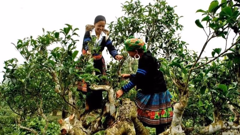 Vùng chè shan tuyết Suối Giàng, xã Văn Chấn, Yên Bái (nay là xã Văn Chấn, tỉnh Lào Cai) được công nhận là vùng chè di sản. (Ảnh: PV)