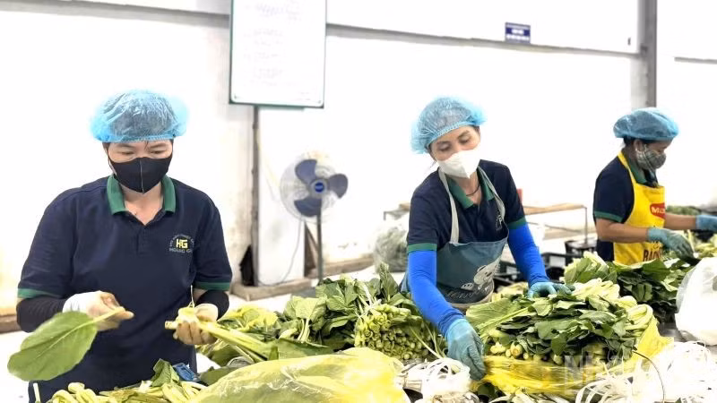 Xã viên Hợp tác xã nông nghiệp xanh Hoàng Gia, Hà Nội. (Ảnh: HNV)