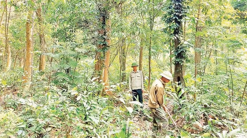 Bảo vệ và phát triển rừng chính là góp phần xanh hoá trái đất. (Ảnh; HƯƠNG GIANG, BÁO NHÂN DÂN).