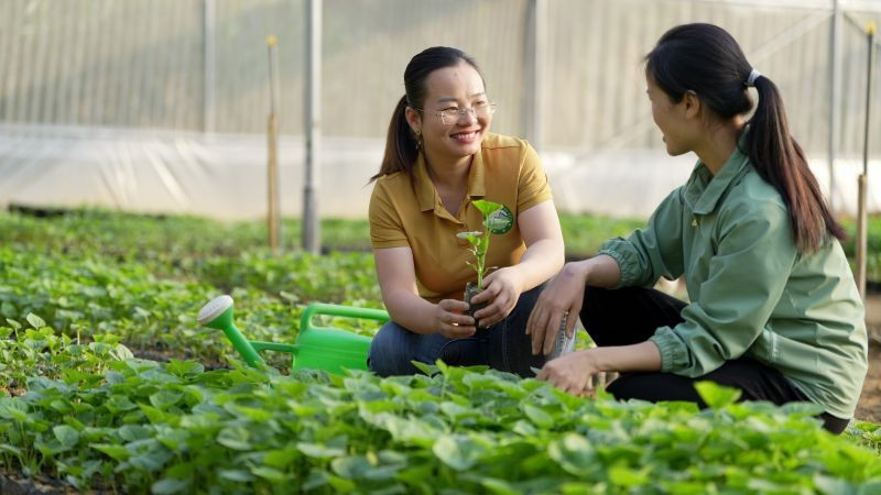 Rau màu được trồng mở rộng và ổn định. (Ảnh: PV)
