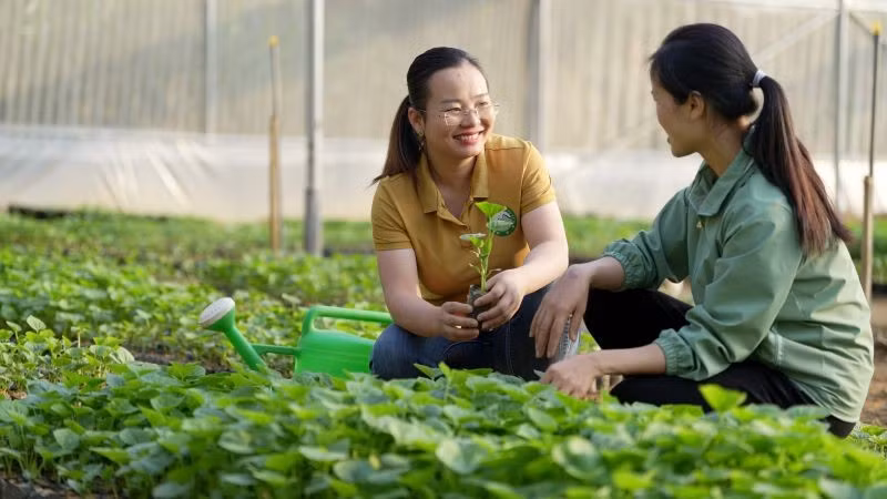 Rau màu được trồng mở rộng và ổn định. (Ảnh: PV)