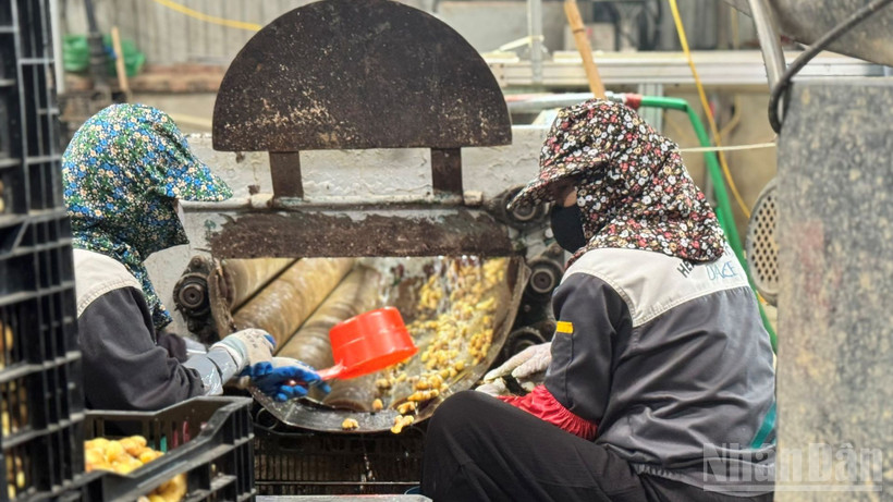 Sản xuất của các doanh nghiệp duy trì ổn định. (Ảnh: HNV)