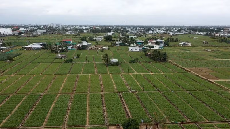 Những cánh đồng nha đam bạt ngàn ở vùng đất nam Khánh Hòa. (Ảnh: PV)