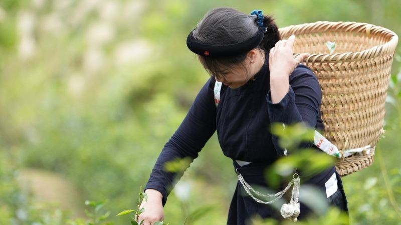 Nông dân tỉnh Cao Bằng hưởng lợi từ hỗ trợ của Quỹ IFAD. (Ảnh: PV)