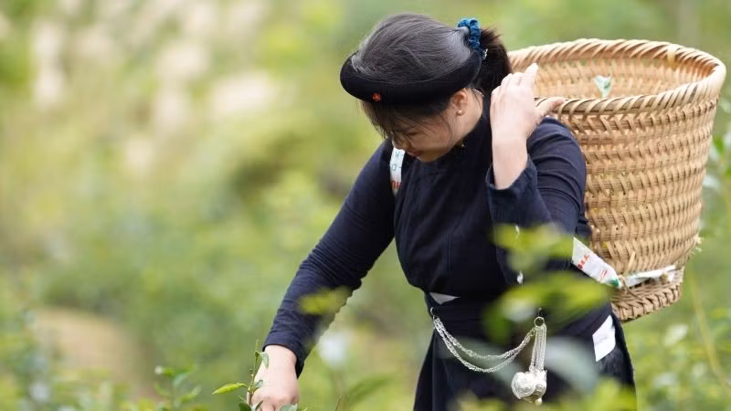 Nông dân tỉnh Cao Bằng hưởng lợi từ hỗ trợ của Quỹ IFAD. (Ảnh: PV)