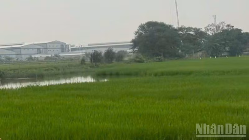 Đề án “Phát triển bền vững một triệu héc-ta chuyên canh lúa chất lượng cao và phát thải thấp gắn với tăng trưởng xanh vùng Đồng bằng sông Cửu Long đến năm 2030” đã và đang phát huy hiệu quả. (Ảnh: HNV)