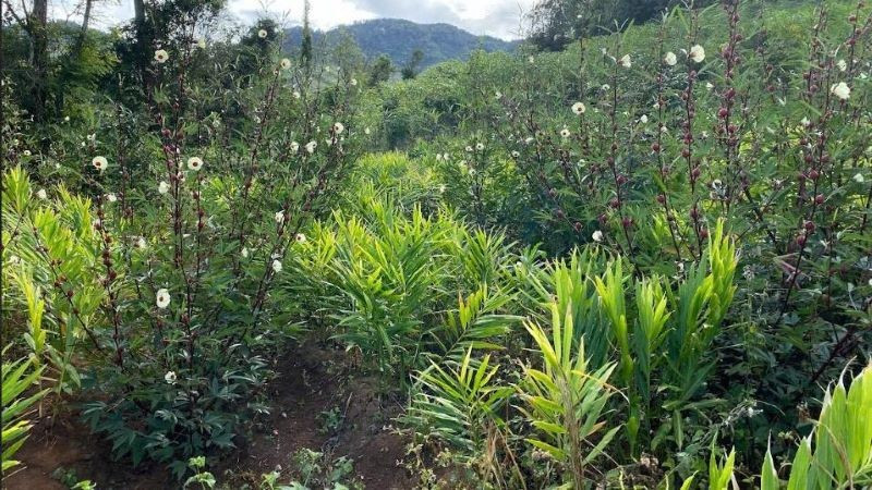 Cây dược liệu trồng trong rừng khu vực Tây Nguyên. (Ảnh: THU HÀ)