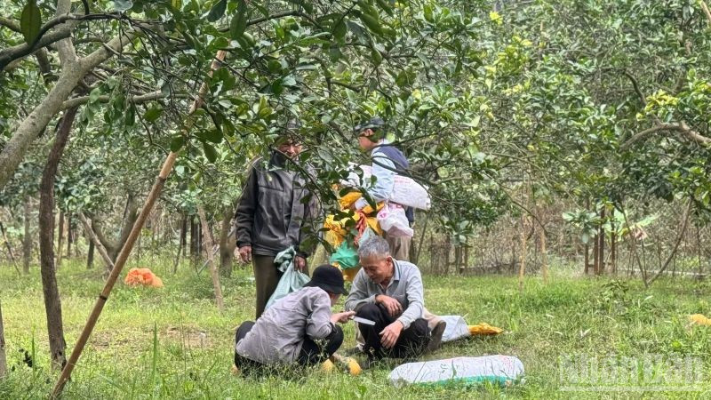 Thu hoạch bưởi tại vườn bưởi Diễn, Hà Nội. (Ảnh: HNV)