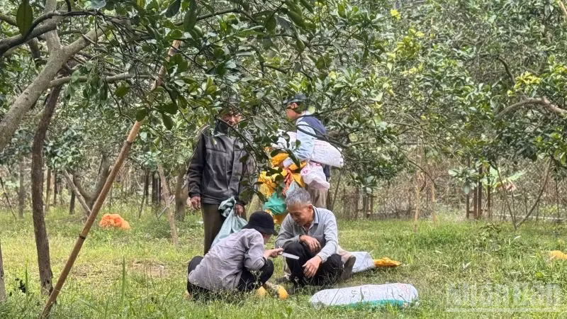 Thu hoạch bưởi tại vườn bưởi Diễn, Hà Nội. (Ảnh: HNV)