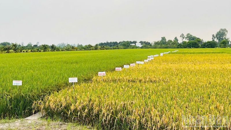 Áp dụng giống lúa mới nâng cao hiệu suất canh tác. (Ảnh: HNV)