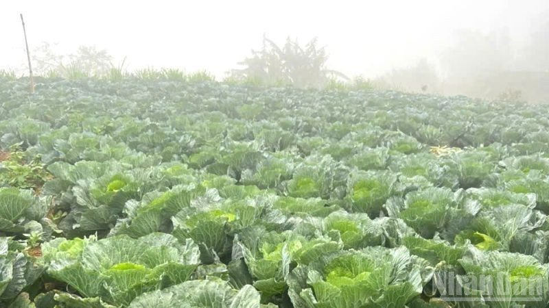 Các vùng rau chuyên canh tại Hà Nội, Hải Dương, Vĩnh Phúc đang đẩy mạnh mở rộng diện tích gieo trồng phục vụ nhu cầu cuối năm và Tết Nguyên đán. (Ảnh: HNV)