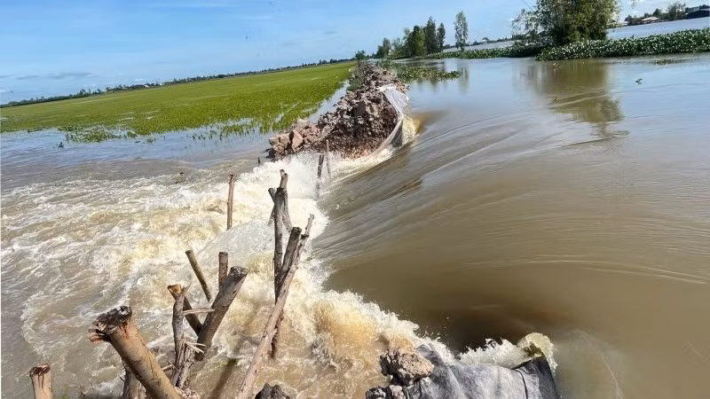 Vỡ đê bao ở xã Tuyên Bình (Tây Ninh) làm 158ha lúa 70 ngày tuổi ngập chìm trong nước.