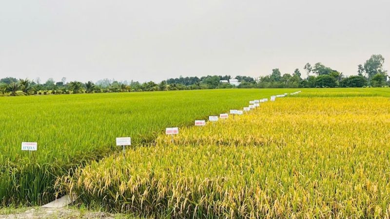 Sản xuất nông nghiệp tháng 7/2025 và 7 tháng năm 2025 duy trì đà ổn định. (Ảnh: HNV)