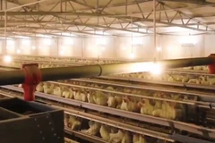 [Video] Sản xuất nông nghiệp duy trì tăng trưởng tích cực, phục vụ hiệu quả tiêu dùng và xuất khẩu