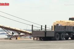 [Video] Giá gạo Việt Nam lên mức cao nhất trong tám tháng