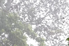 [Video] Mưa lớn cục bộ, cảnh báo lũ quét và gió giật mạnh nhiều nơi