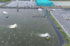 [Video] Xuất khẩu thủy sản đẩy mạnh chiến lược đa dạng hóa thị trường