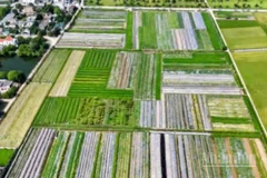 Hợp tác xã nam dược Hoàng Lương (tỉnh Hưng Yên) đã phát triển được hơn 70ha vùng trồng cây dược liệu.