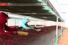 [Video] Cà phê Việt Nam lập kỷ lục xuất khẩu