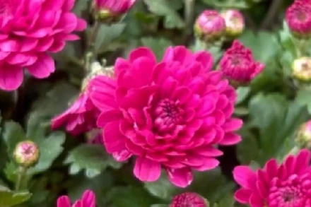 [Video] Chợ hoa Hàng Lược: Sắc Tết truyền thống giữa lòng Hà Nội