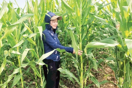 Người dân xã Thọ Xuân, tỉnh Thanh Hóa chăm sóc cây ngô sinh khối. (Ảnh: HẢI LÂM)