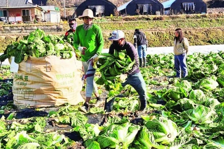Công nhân nước ngoài làm việc tại một trang trại ở Chungcheongbuk-do, Hàn Quốc. (Ảnh Korea.net)