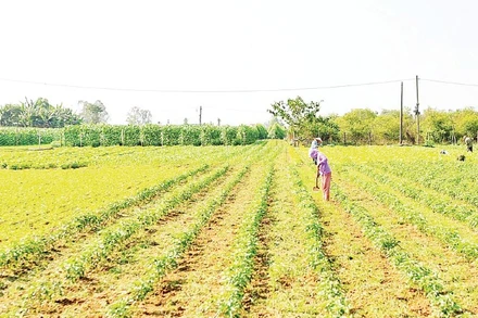 Vùng chuyên canh rau Bàu Tròn (xã Đại Lộc) hồi sinh sau lũ.