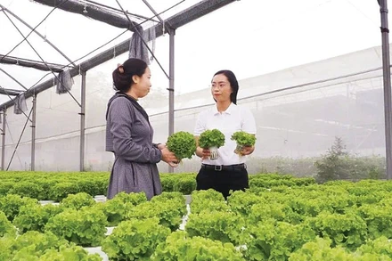 Sản xuất nông nghiệp công nghệ cao tại xã Nhuận Đức, Thành phố Hồ Chí Minh. (Ảnh: HOÀNG HÙNG)