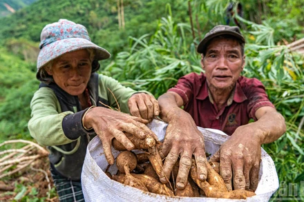 Thời điểm này, khoai mì đang được thương lái thu mua với giá chỉ hơn 1.600 đồng. Tuy nhiên, việc "vớt vát" những gì còn lại của vụ mùa đang là phương án khả thi hiếm hoi mà họ có, để ổn định lại cuộc sống.