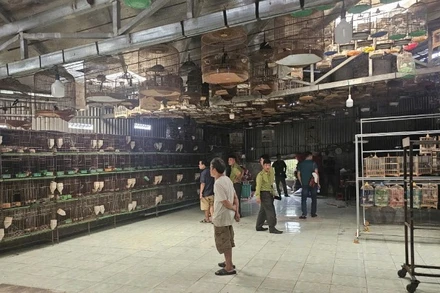 Cơ quan chức năng kiểm tra một cơ sở nuôi chim trái phép.