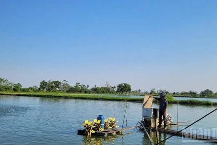 Mô hình nuôi cá rô phi mang lại lợi ích kinh tế cao tại xã Ứng Hòa, Hà Nội. (Ảnh: THANH TRÀ)