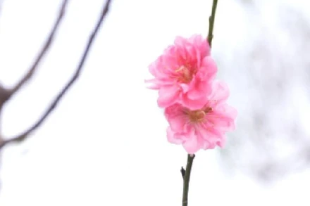 Vườn đào Nhật Tân chớm nở, báo hiệu ngày Tết đang cận kề