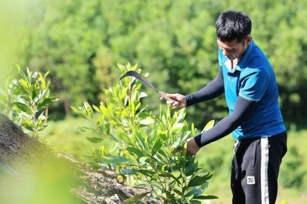 Mô hình trồng rừng keo ở Thanh Hóa giúp hấp thụ khí CO2, góp phần giảm phát thải khí nhà kính. (Ảnh: TTXVN)