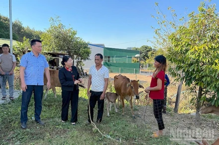  Nhân rộng mô hình sinh kế cho hộ nghèo vùng cao Quảng Ngãi