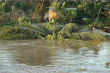 Sạt lở gây ngập vườn cây ăn trái. (Ảnh: BÁ DŨNG)