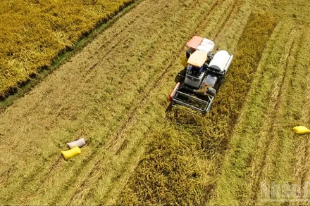 Hoạt động thu hoạch lúa đang diễn ra khá sôi động trên các cánh đồng ở Đồng bằng sông Cửu Long.