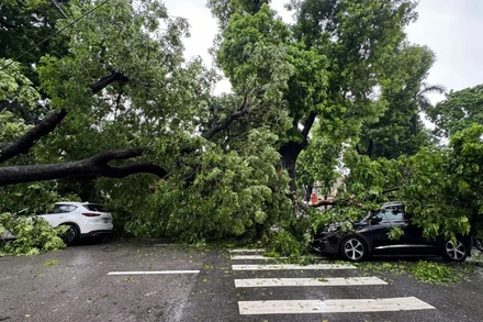 Hình ảnh cây lớn đổ đè vào hai chiếc xe của người dân sáng nay 26/8. (Nguồn: Cộng tác viên)